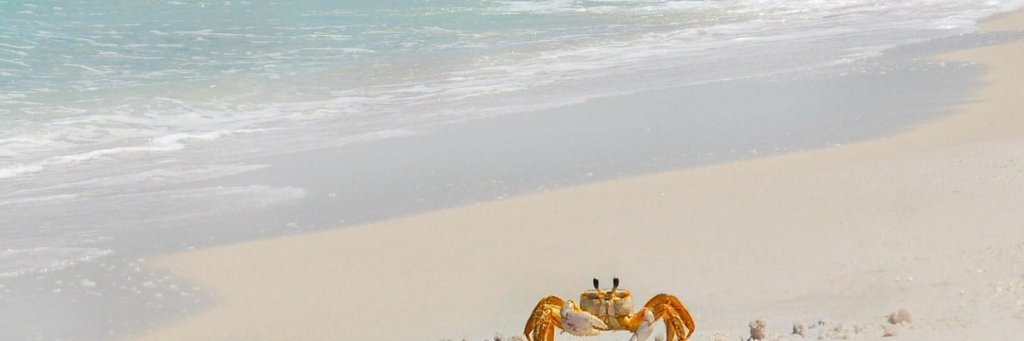 JuniorBoraBora's profile banner image