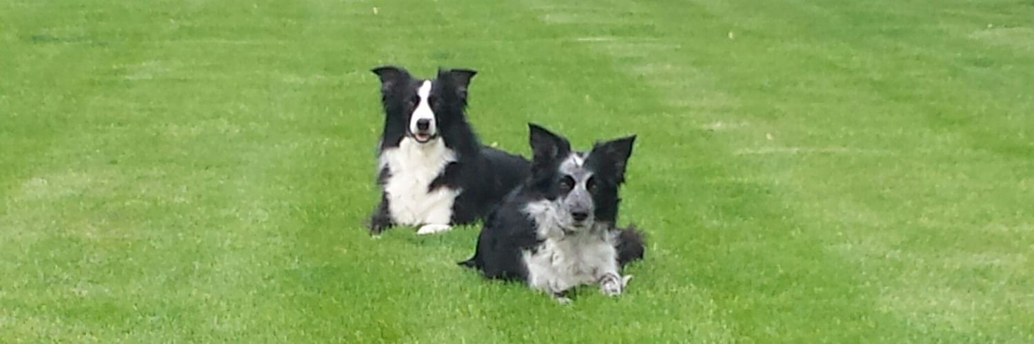 DelphosAnimal's profile banner image