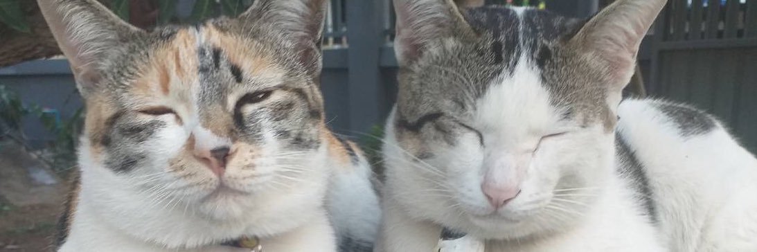 PorPai31's profile banner image