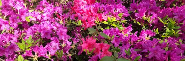 pododang___ Profile Banner