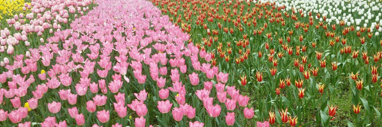 すーさん(Kai)｜木村至信BANDさんと繋がる音楽と健康生活 banner