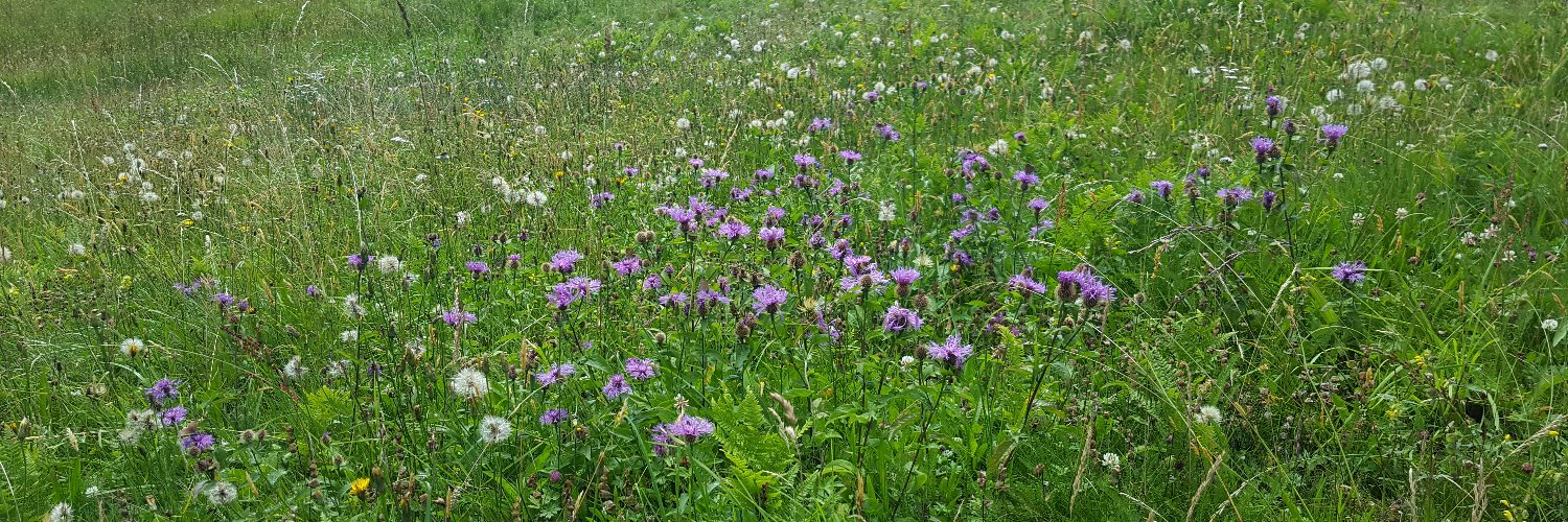 Blumenwiese banner