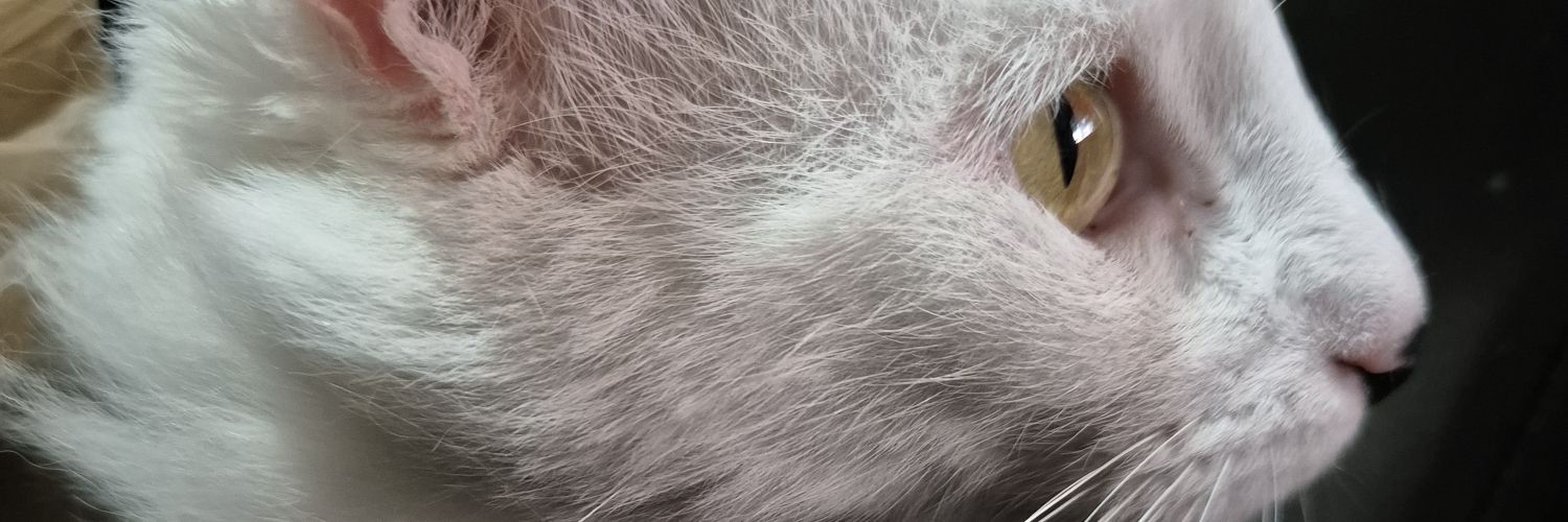 zmarcowho's profile banner image
