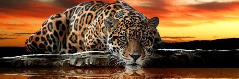PLJLW66's profile banner image