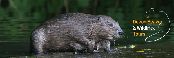 DevonBeavers Profile Banner