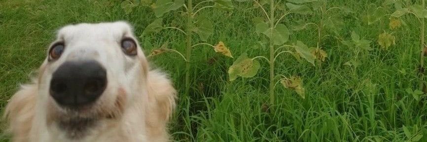 rose_fpl's profile banner image