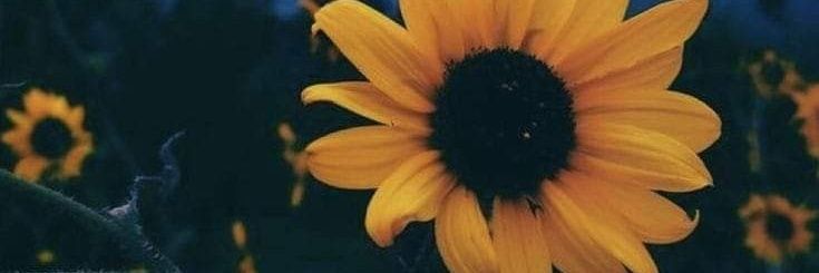 JuliiAlarconH's profile banner image