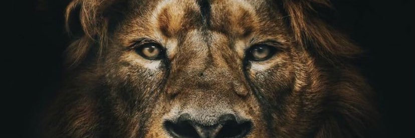 datdamnking's profile banner image