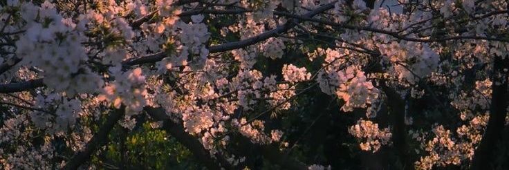 ftmflowers's profile banner image