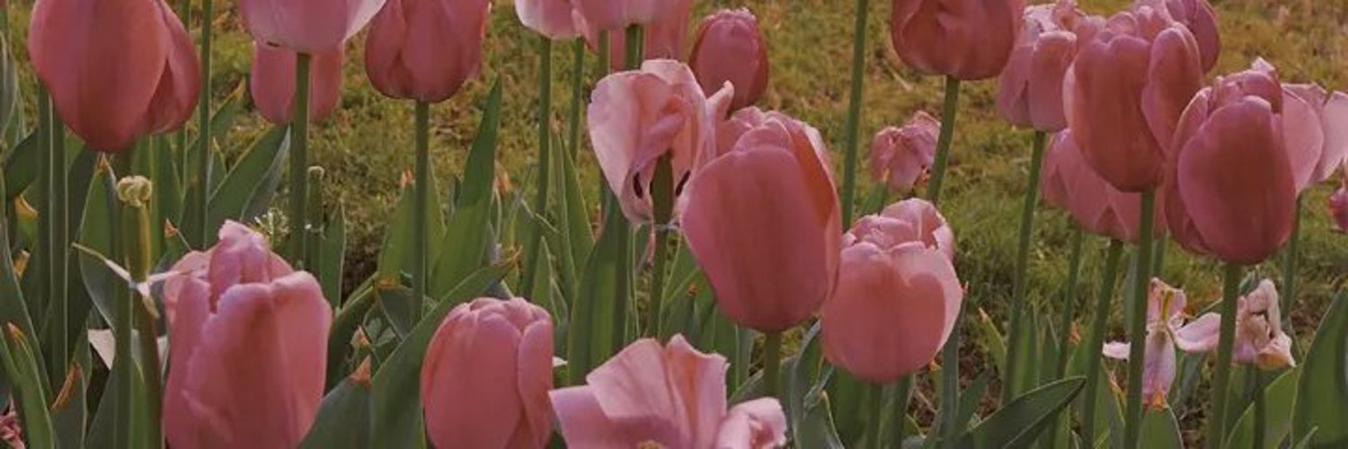 FengShen_so's profile banner image