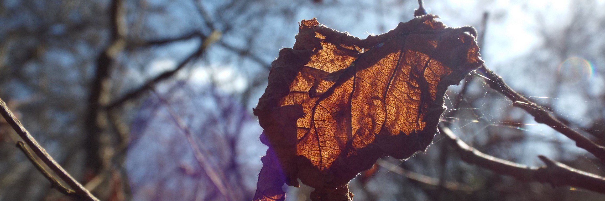 Hannah Conduit 💚🌍🏳️‍🌈 banner