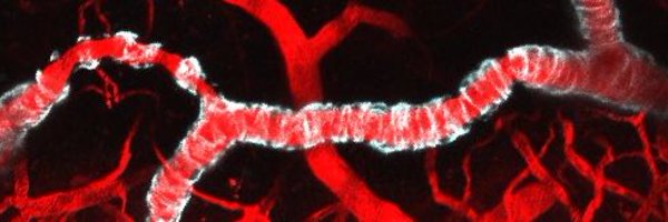 MarielKozberg Profile Banner