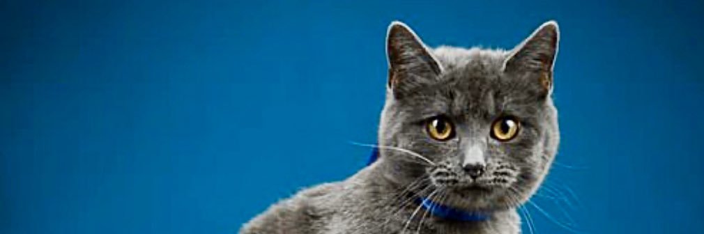 The Cat's Meow's banner