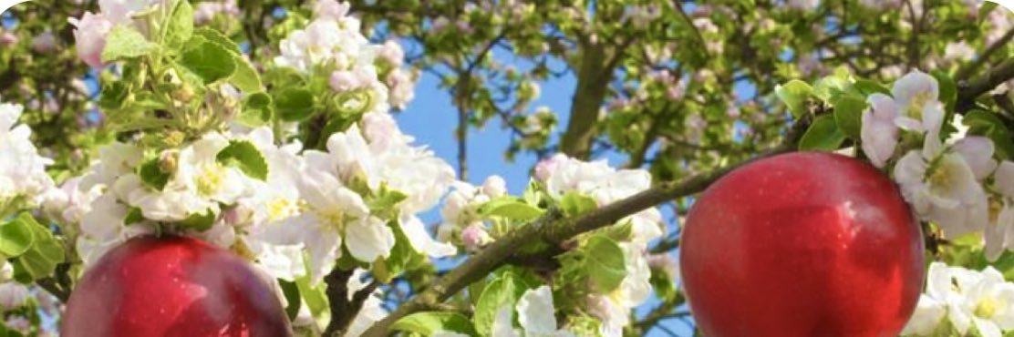 Andy - 🍎🐛 banner