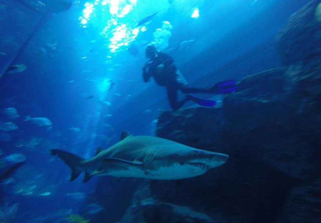 diver_s's profile banner image