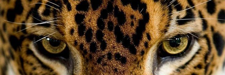 dolly_y3's profile banner image