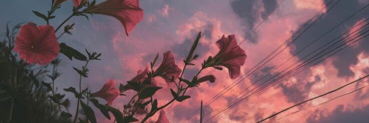 Veniziaaa's profile banner image