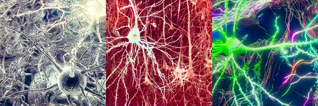 Indira M. David banner