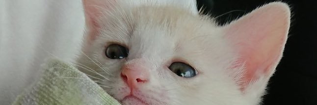 ✰︎ ʏᴜsᴀ ⋆͛*͛ ͙͛ banner