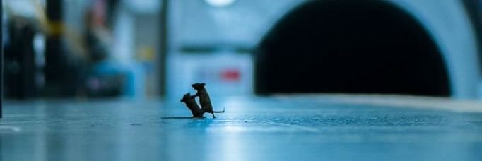 aiden banner