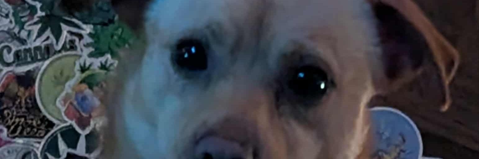 Michelle Hale banner