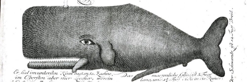 Octavio Macchetto banner