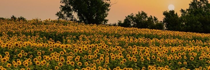 susafethinks's profile banner image