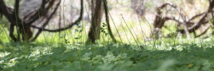Raimundo Gómez banner
