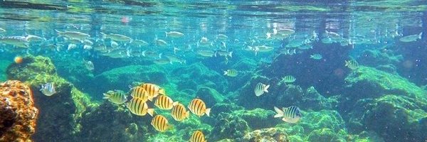 Robofishh Profile Banner