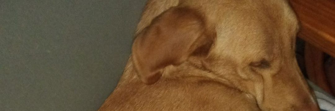 Kippuro's profile banner image