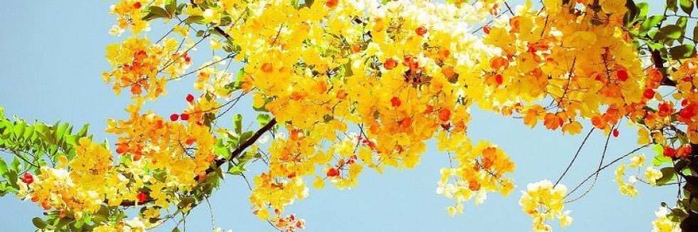 Julie Perreault banner