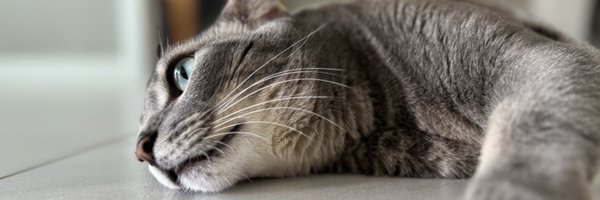 ddang_sim Profile Banner