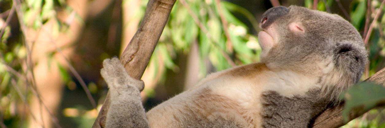 Lucid Dreamer banner