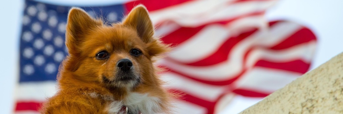 🇺🇦 Todd Dearinger 🇺🇦 banner