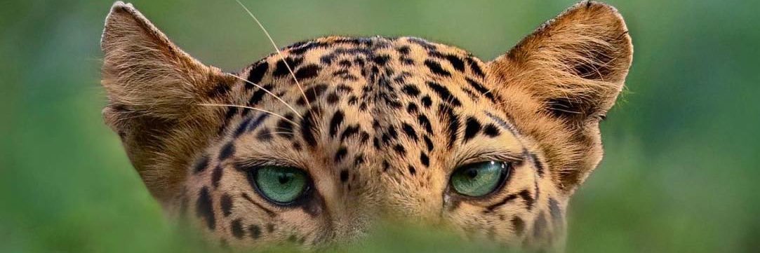 Preta Doce Calipigia Metida Pele de Mel banner
