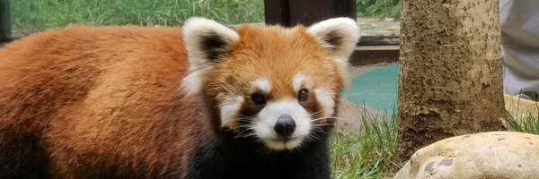 DingDongQwQ Profile Banner