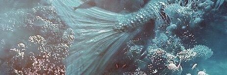SirenixWater's profile banner image