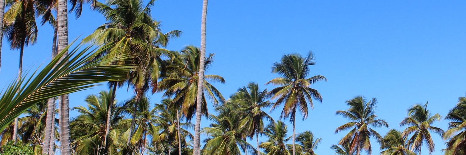 alliedeeaz's profile banner image