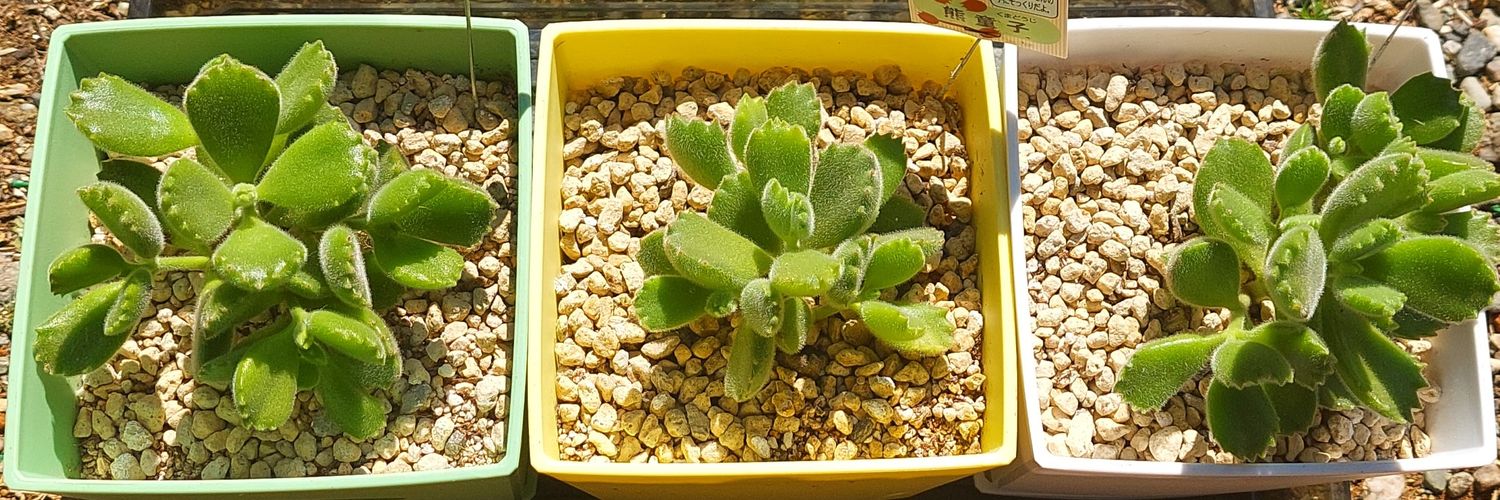 シルエット banner