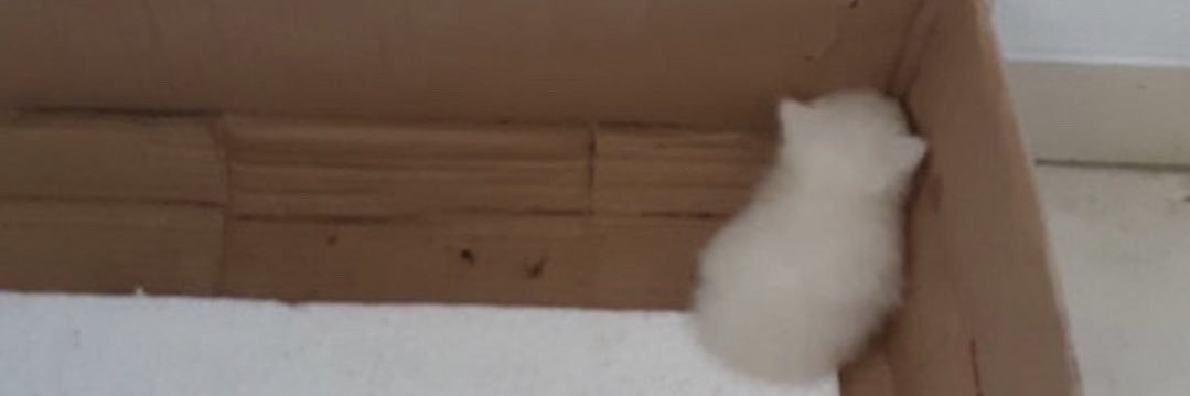 mcdummydumb's profile banner image