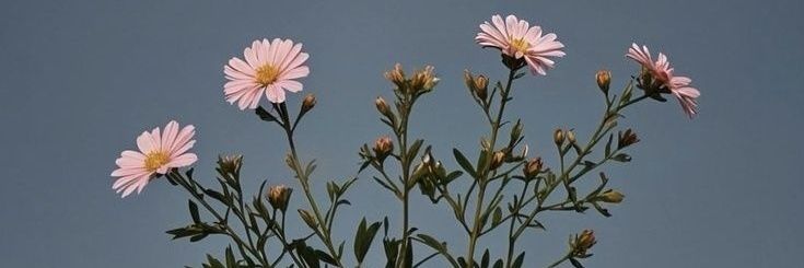 Norah🌻 banner