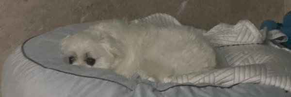 kismyeri Profile Banner