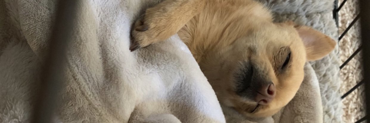 lizetlovee's profile banner image