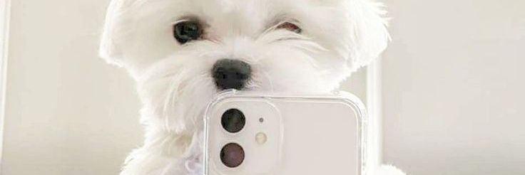 pupkoo !! banner