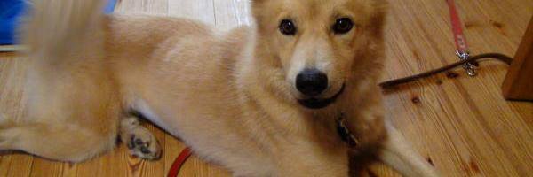 chamapapa's profile banner image