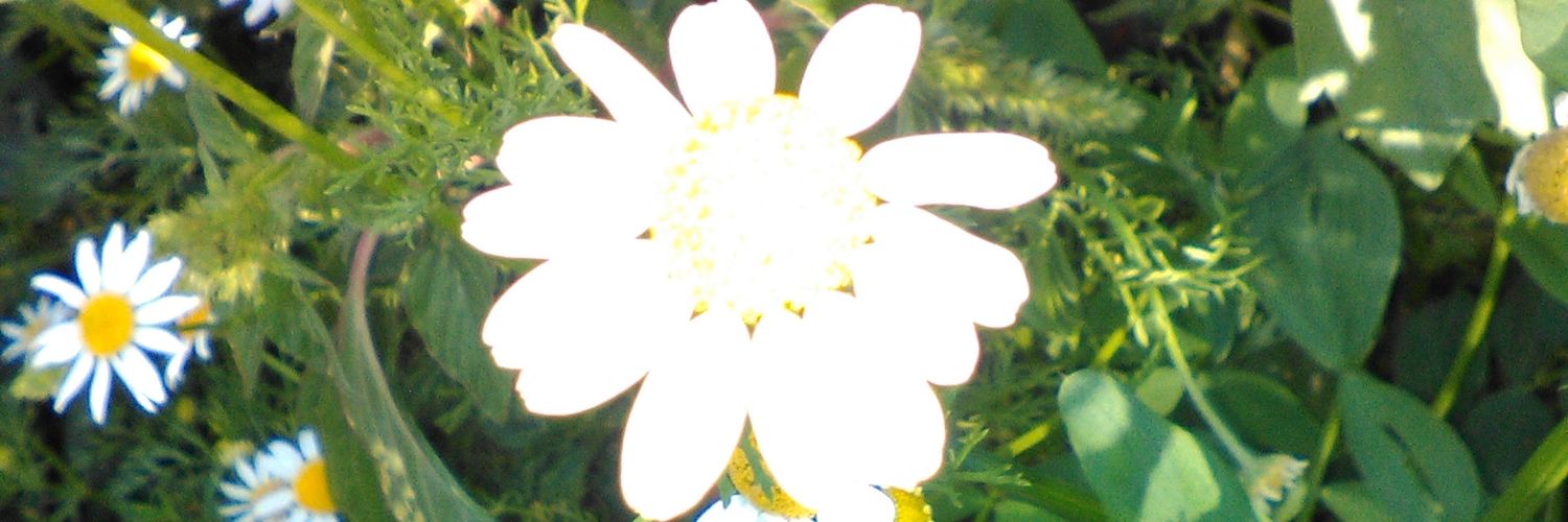 marite_g's profile banner image