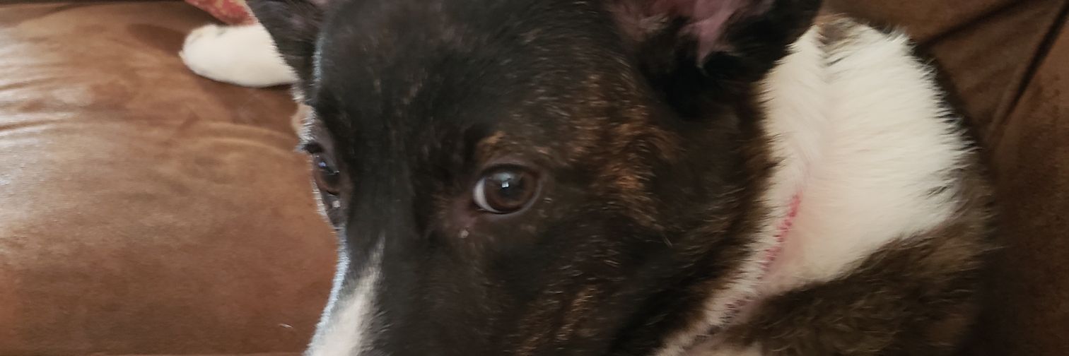 OshiePup's profile banner image