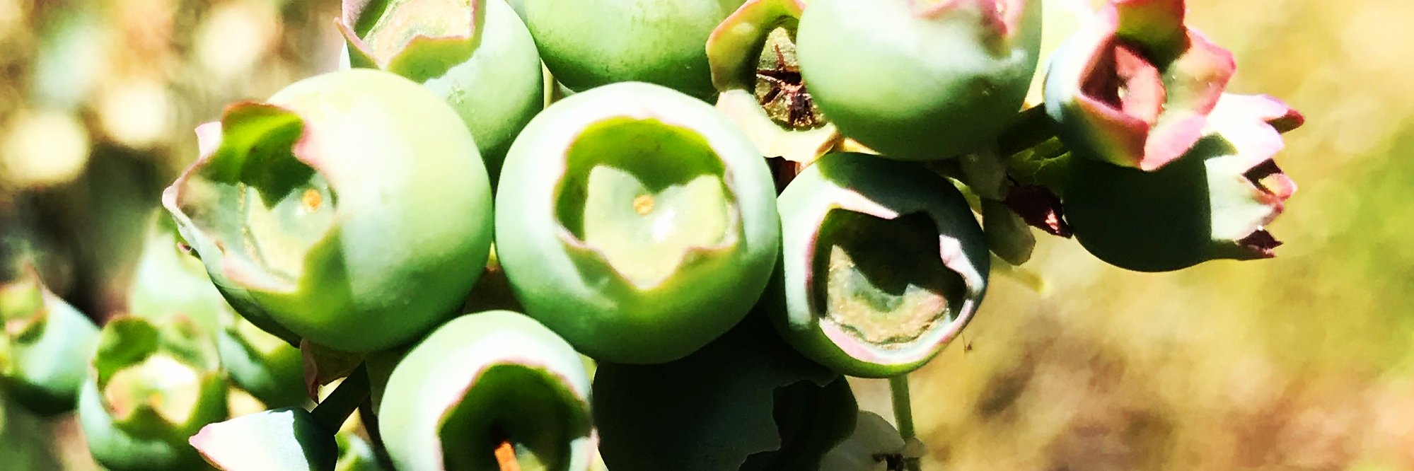 Hampton_Blues's profile banner image