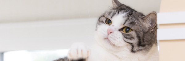 KeamPim Profile Banner