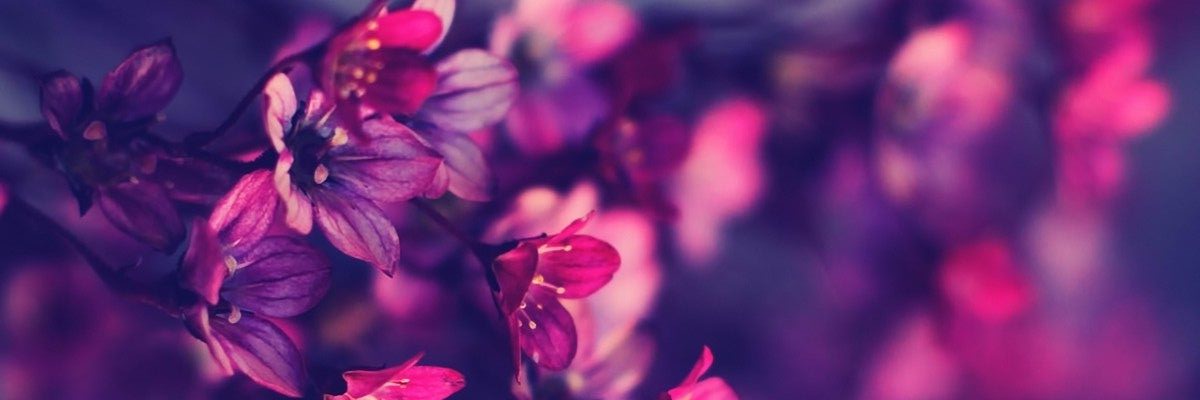 MarianQuan's profile banner image